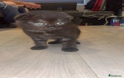 Mixed Breed cats for sale: Scottish Fold/maine coon - Image 1