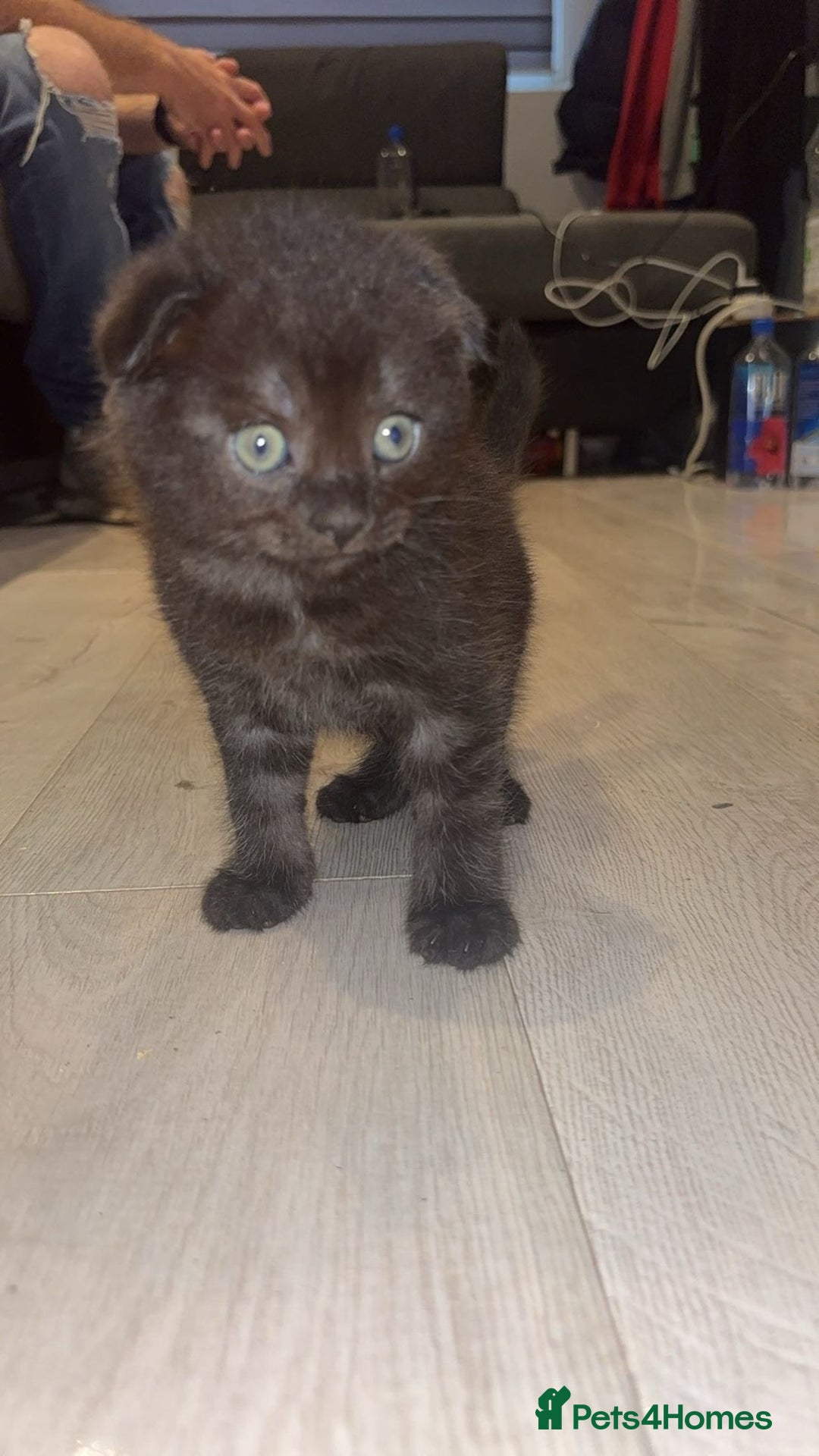 Mixed Breed cats for sale: Scottish Fold/maine coon - Image 1