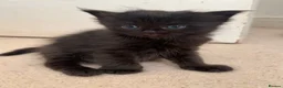 Siberian cats for sale: Beautiful Siberian Kittens - Advert 10