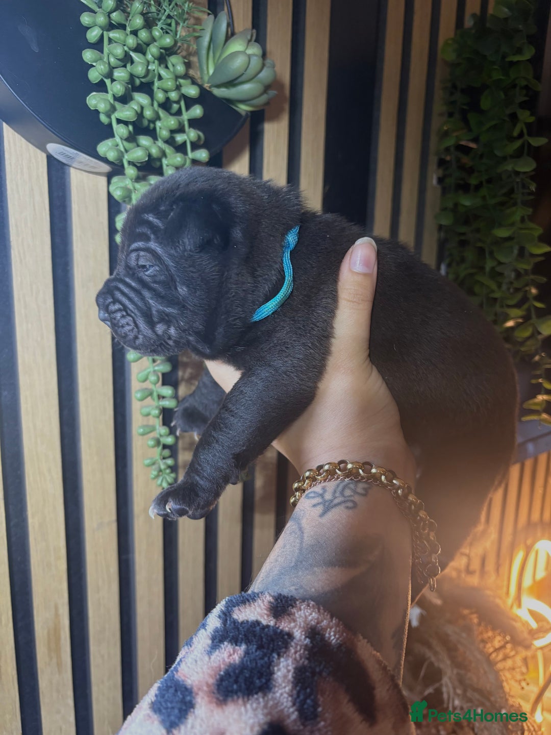 Shar Pei dogs for sale: Black sable Sharpeis  - Advert 8