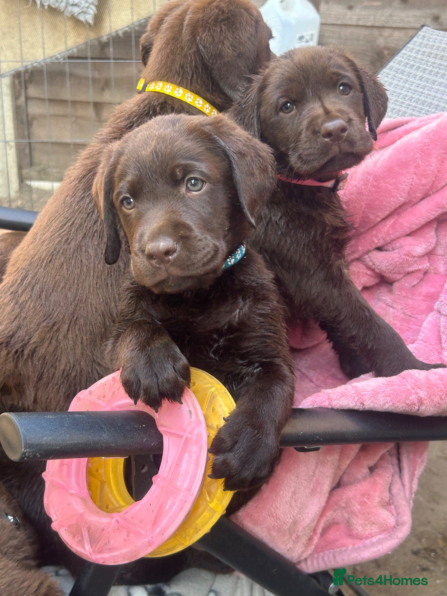 Labrador Retriever dogs Beautiful KC Chocolate Labs (2 Males) - Advert 17