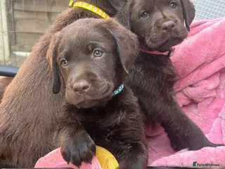Labrador Retriever dogs Beautiful KC Chocolate Labs (2 Males) - Advert 17