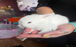 Lionhead rabbits for sale: 4 baby Lionhead rabbits - Advert 23