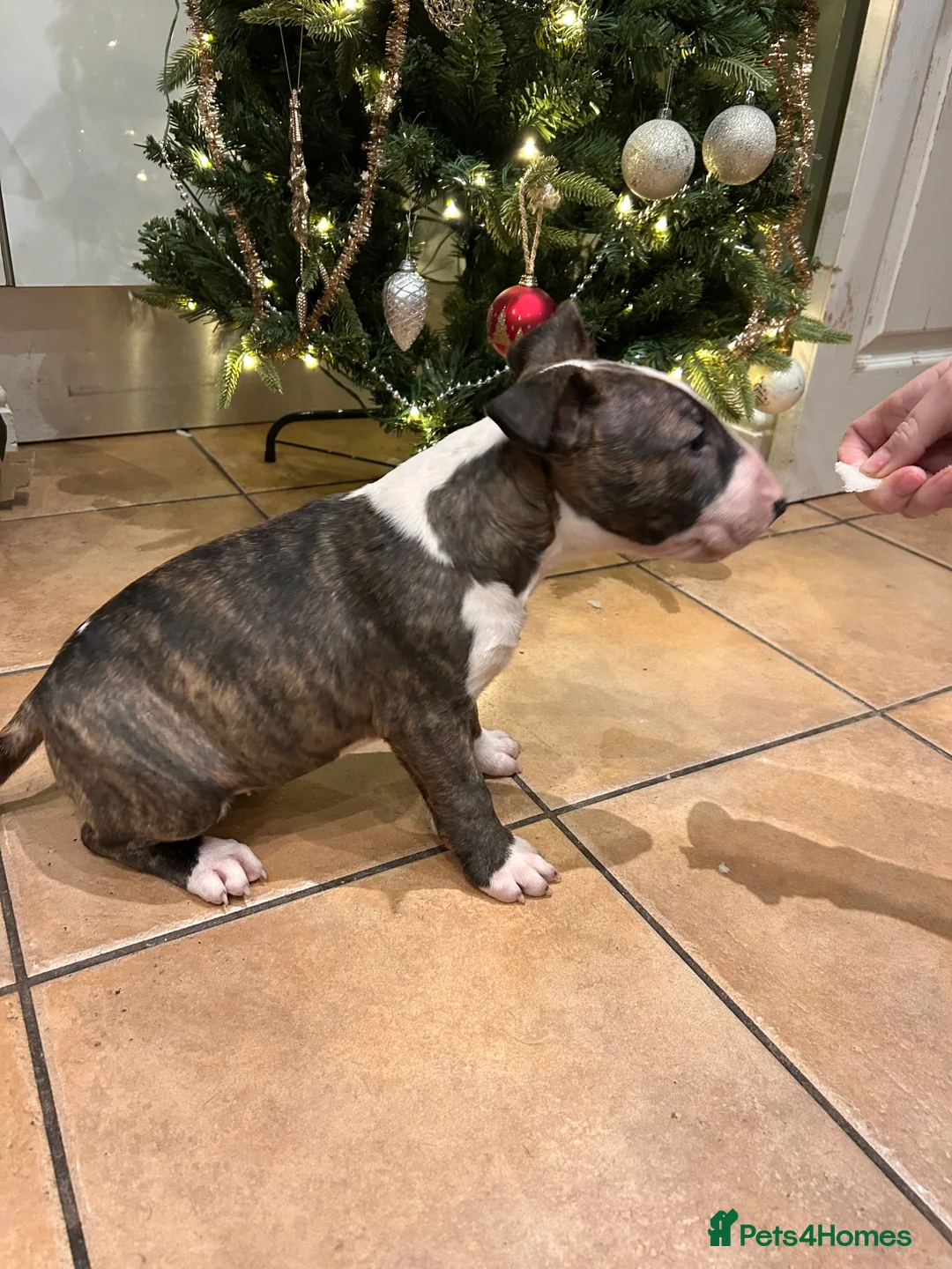 English Bull Terrier dogs for sale: Chunky english bull terrier bitch for sale - Advert 14