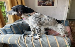 English Setter dogs for sale: 2yr. Pedigree working English setter sale/share - Image 16