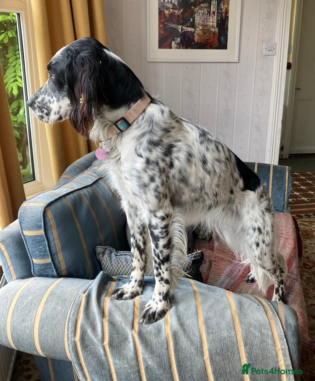 English Setter dogs for sale: 2yr. Pedigree working English setter sale/share - Image 16