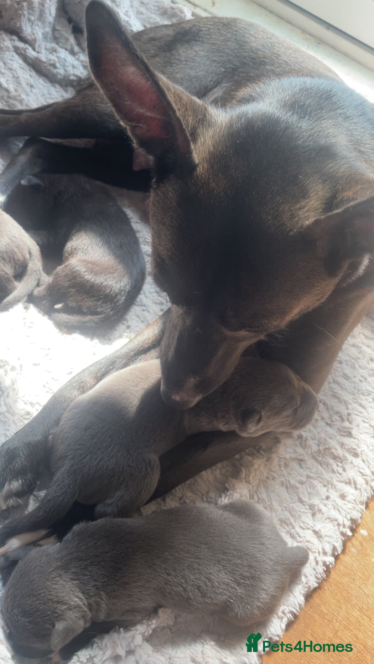 Mixed Breed dogs One grey husky mix and two black husky mix’s - Advert 1