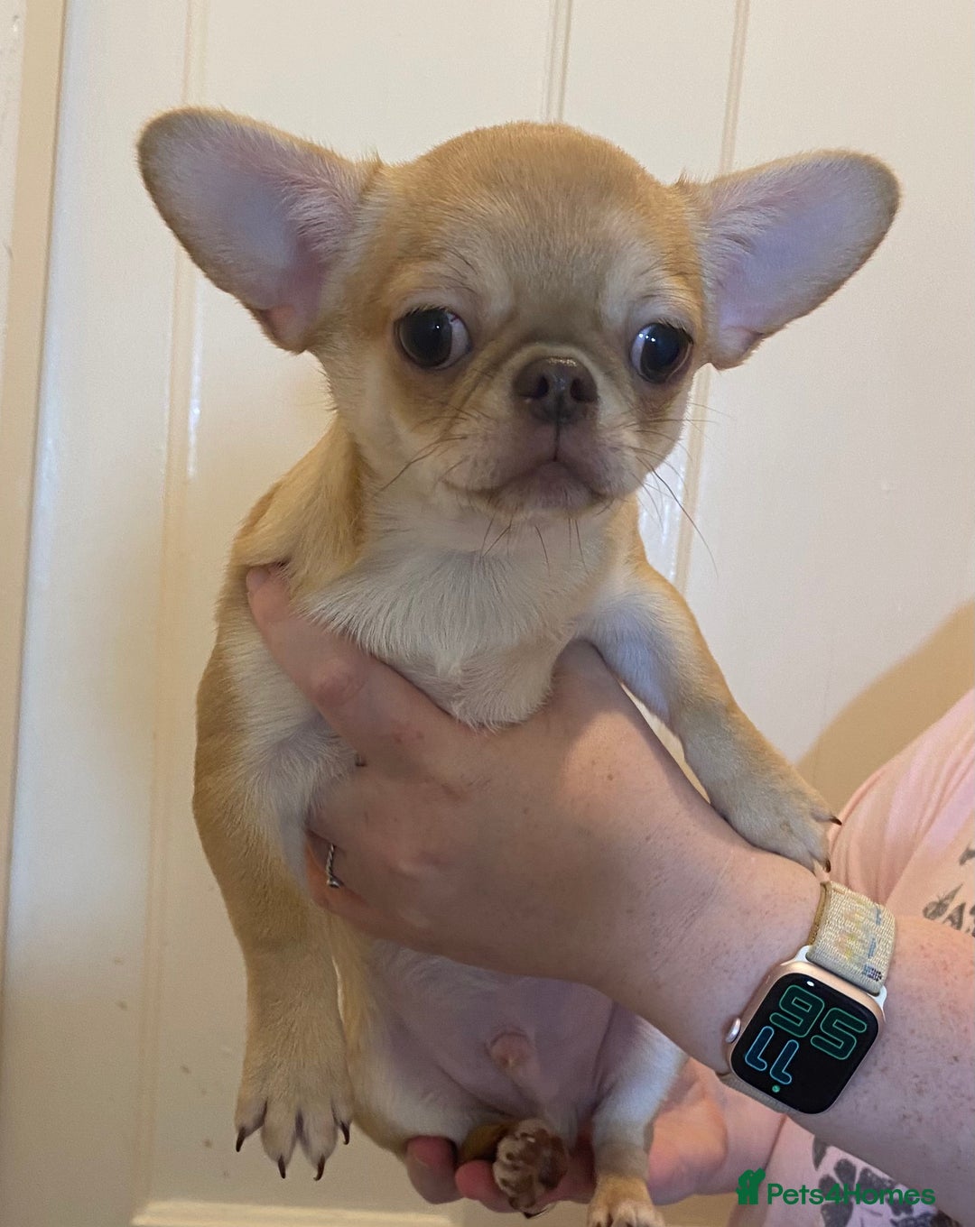 Chihuahua dogs for sale: Two Smooth Coat Chihuahua Boys - Ready Now - Advert 2