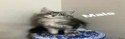 Maine Coon cats for sale: Licensed breeder-maine coon kittens - Advert 8