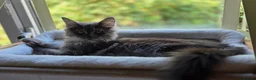 Maine Coon cats for sale: Smoke Maincoon Female  in Saint Leonards-on-sea - Advert 7