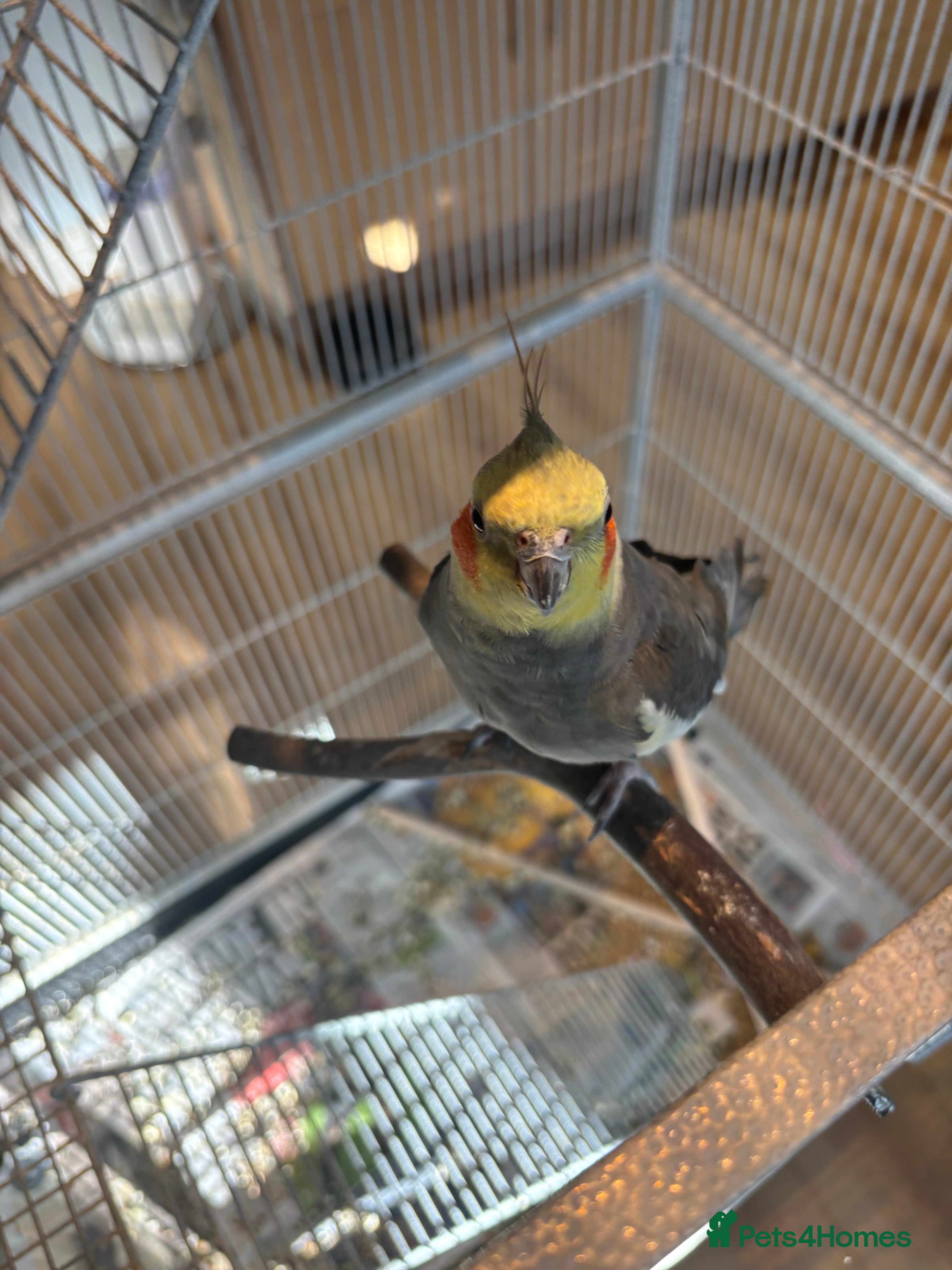 Cockatiels birds 2 x male cockatiels for sale - Advert 15