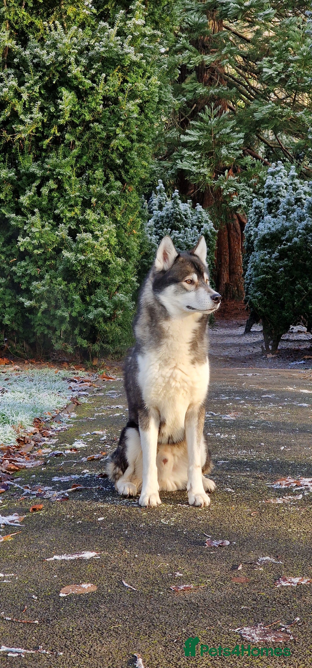 Huskita dogs for stud: Handsome Booboo in Stockport - Image 24
