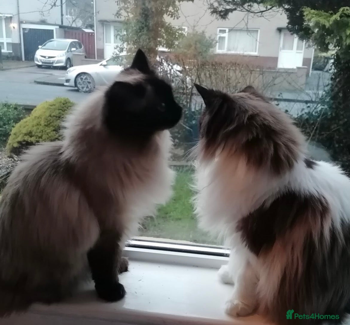 Ragdoll cats Two spayed ragdoll bonded sisters  - Advert 1