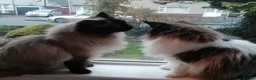 Ragdoll cats for sale: Two spayed ragdoll bonded sisters  - Advert 1