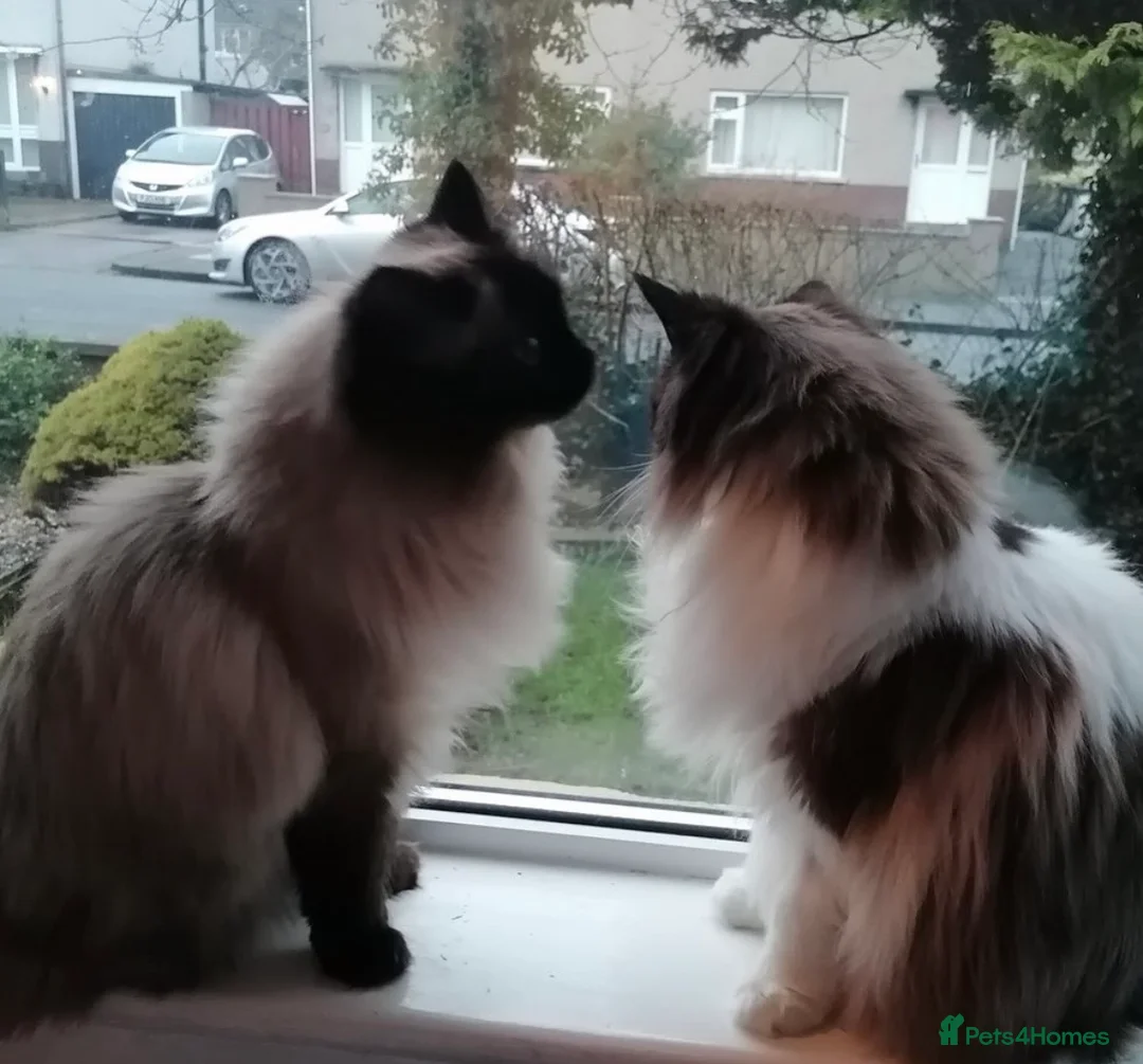 Ragdoll cats for sale: Two spayed ragdoll bonded sisters  - Advert 1