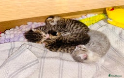 British Shorthair cats for sale: 4 beautiful kittens - Image 1