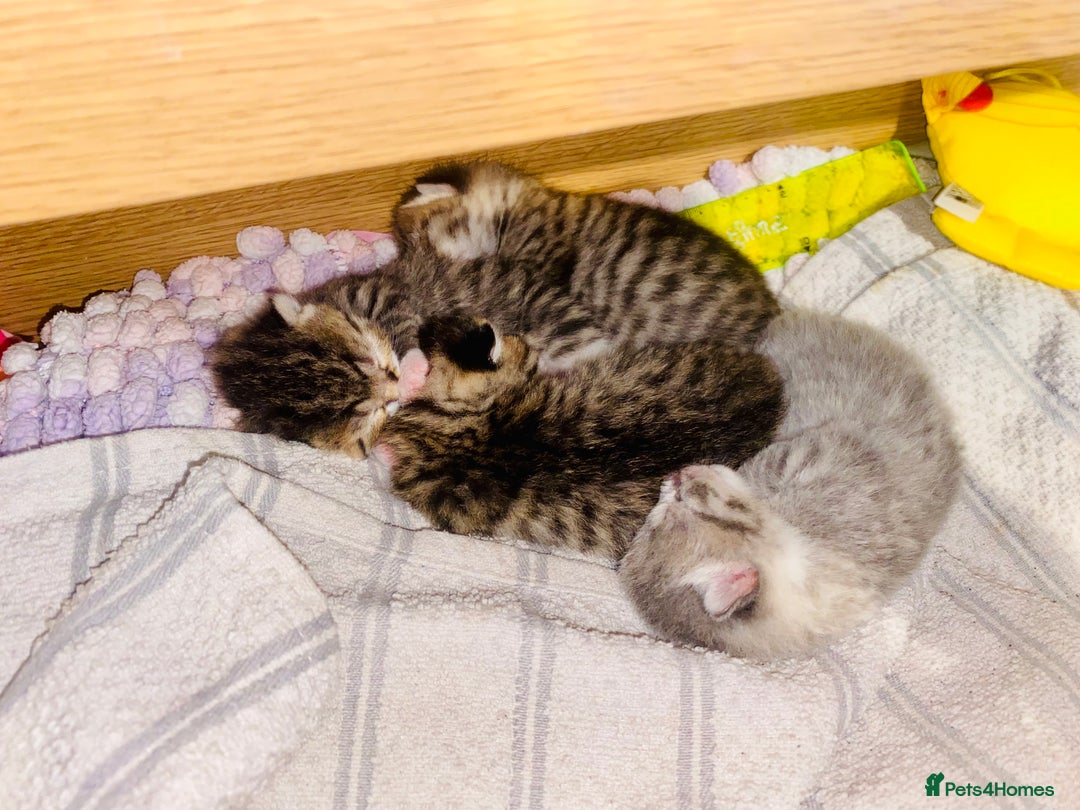 British Shorthair cats for sale: 4 beautiful kittens - Image 1