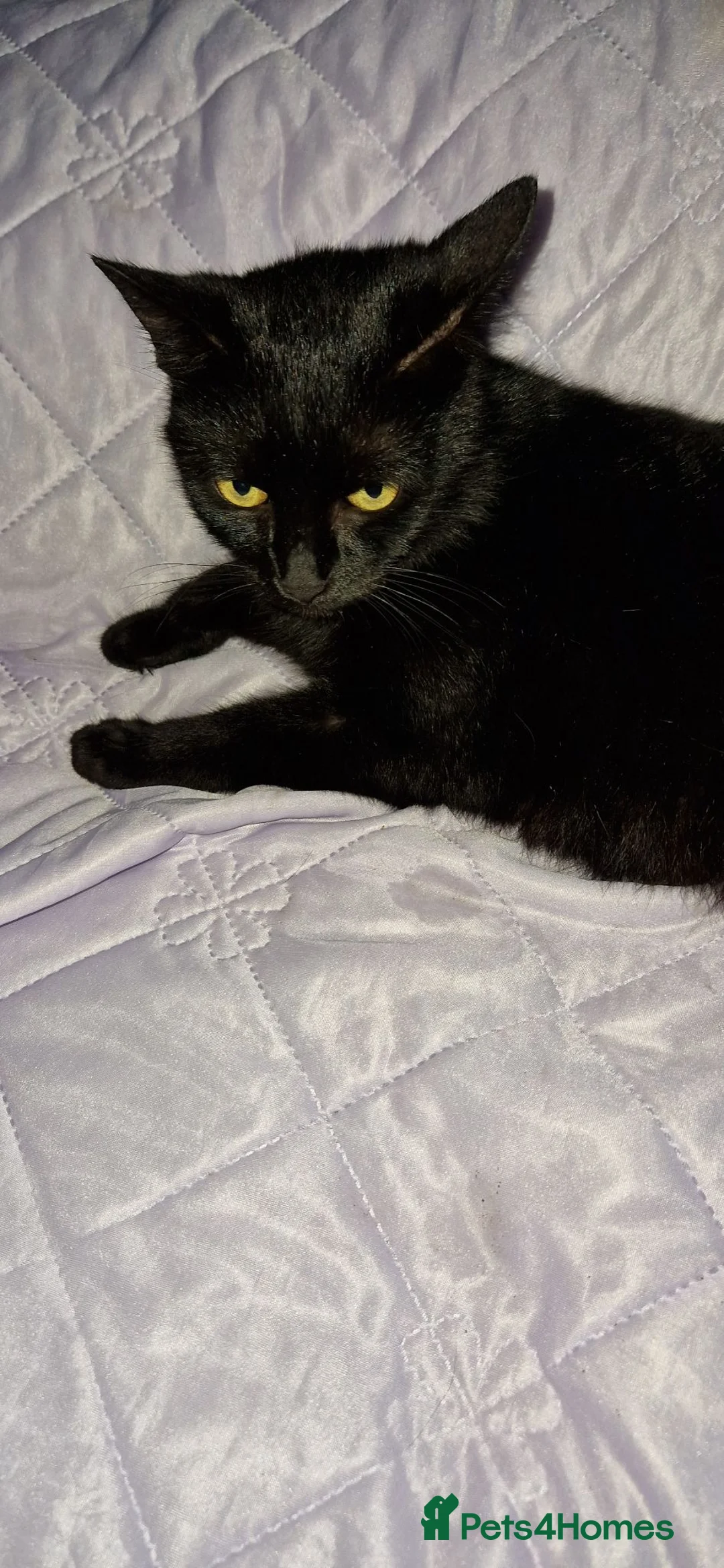 Mixed Breed cats for sale: Lovely kittens looking for new home  - Advert 1