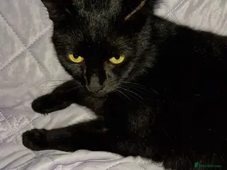 Mixed Breed cats Lovely kittens looking for new home - Advert 1