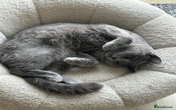 British Shorthair cats for sale: British Short Hair / 8 Months Old - Image 5