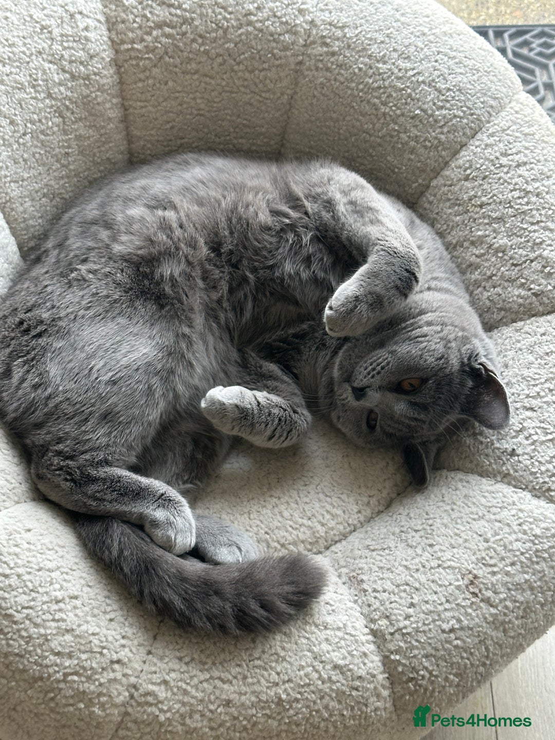 British Shorthair cats for sale: British Short Hair / 8 Months Old - Image 5