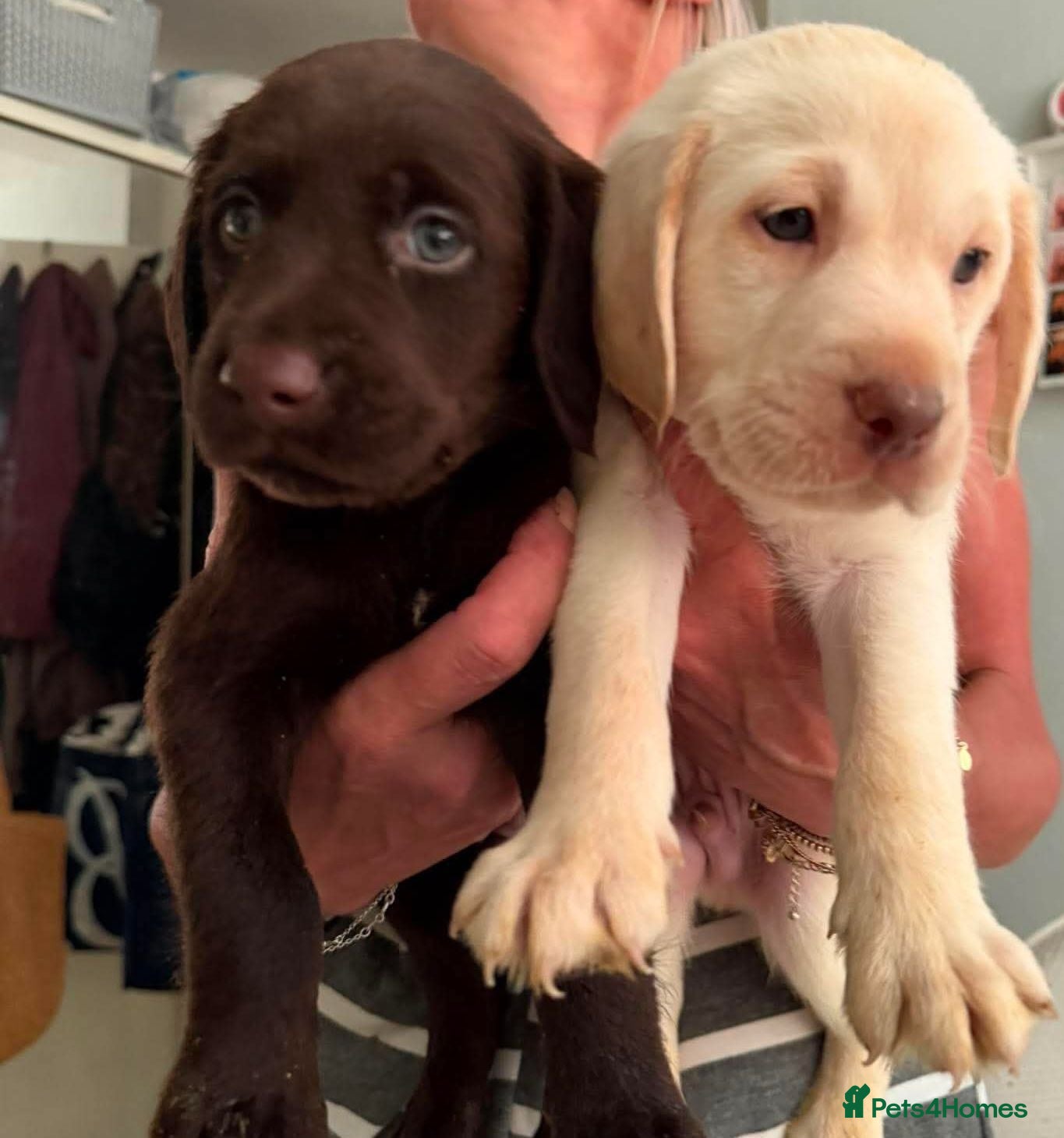 Labradoodle dogs  labradoodle puppies just 3 left 2 boy 1 girl  - Advert 7