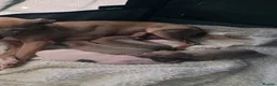 Italian Greyhound dogs for sale: Italian greyhound in Hartlepool - Advert 13