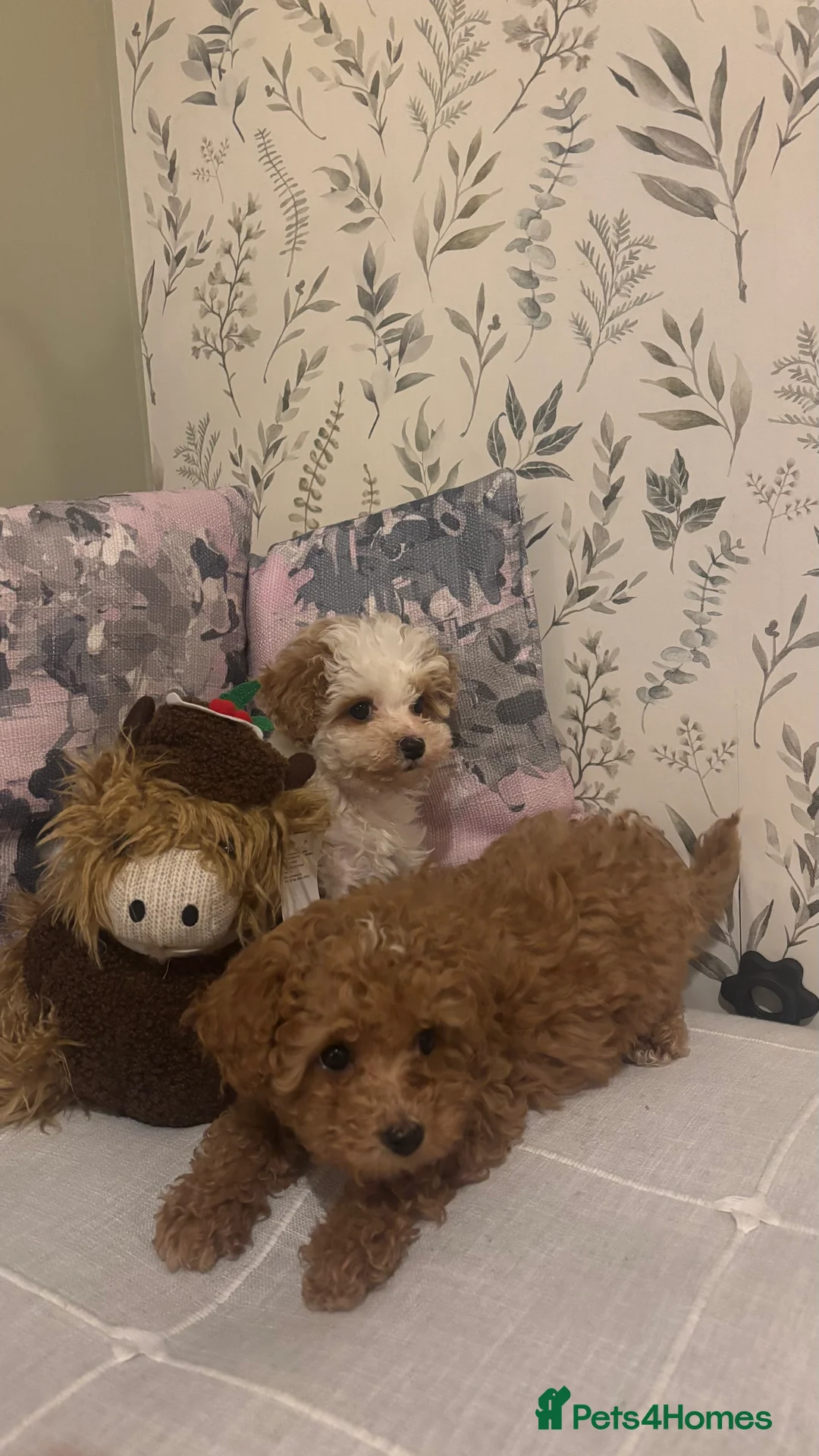 Maltipoo dogs for sale: 2 Maltipoo puppies looking for forever homes - Advert 9