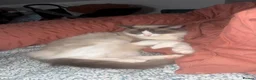 Ragdoll cats for sale: Beautiful ragdoll female  - Advert 10