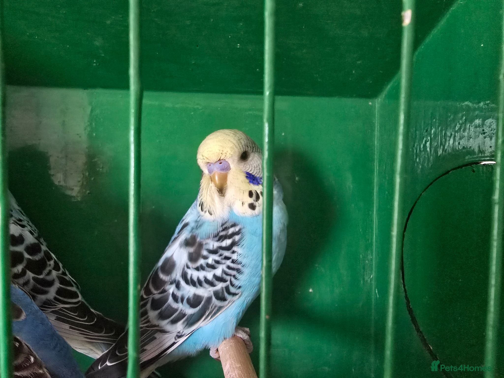 Budgerigars birds Baby budgies - Advert 7