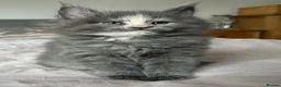 Maine Coon cats for sale: GCCF Blue and Silver Registered Maine Coon Kittens - Advert 23