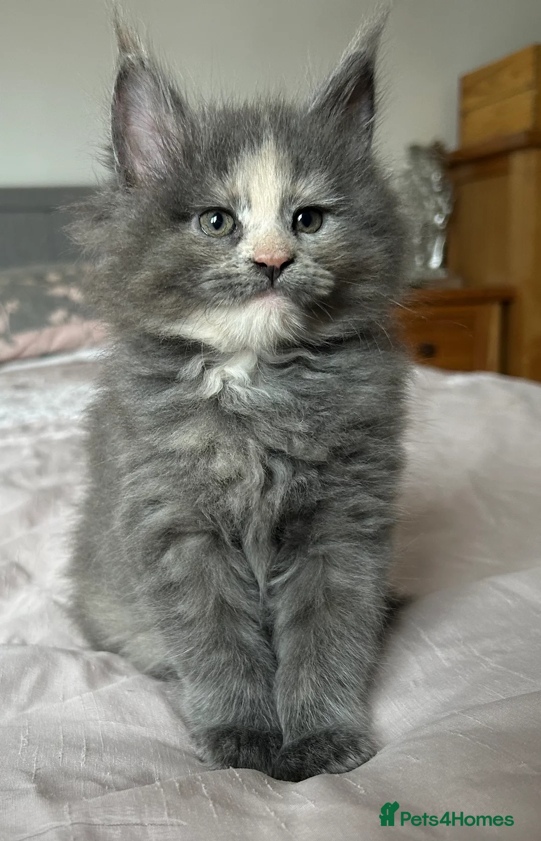 Maine Coon cats for sale: GCCF Blue and Silver Registered Maine Coon Kittens - Advert 23