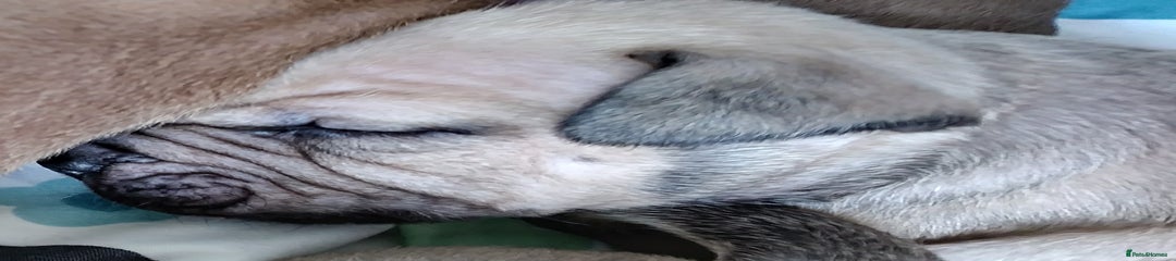 Mixed Breed Puppy 1