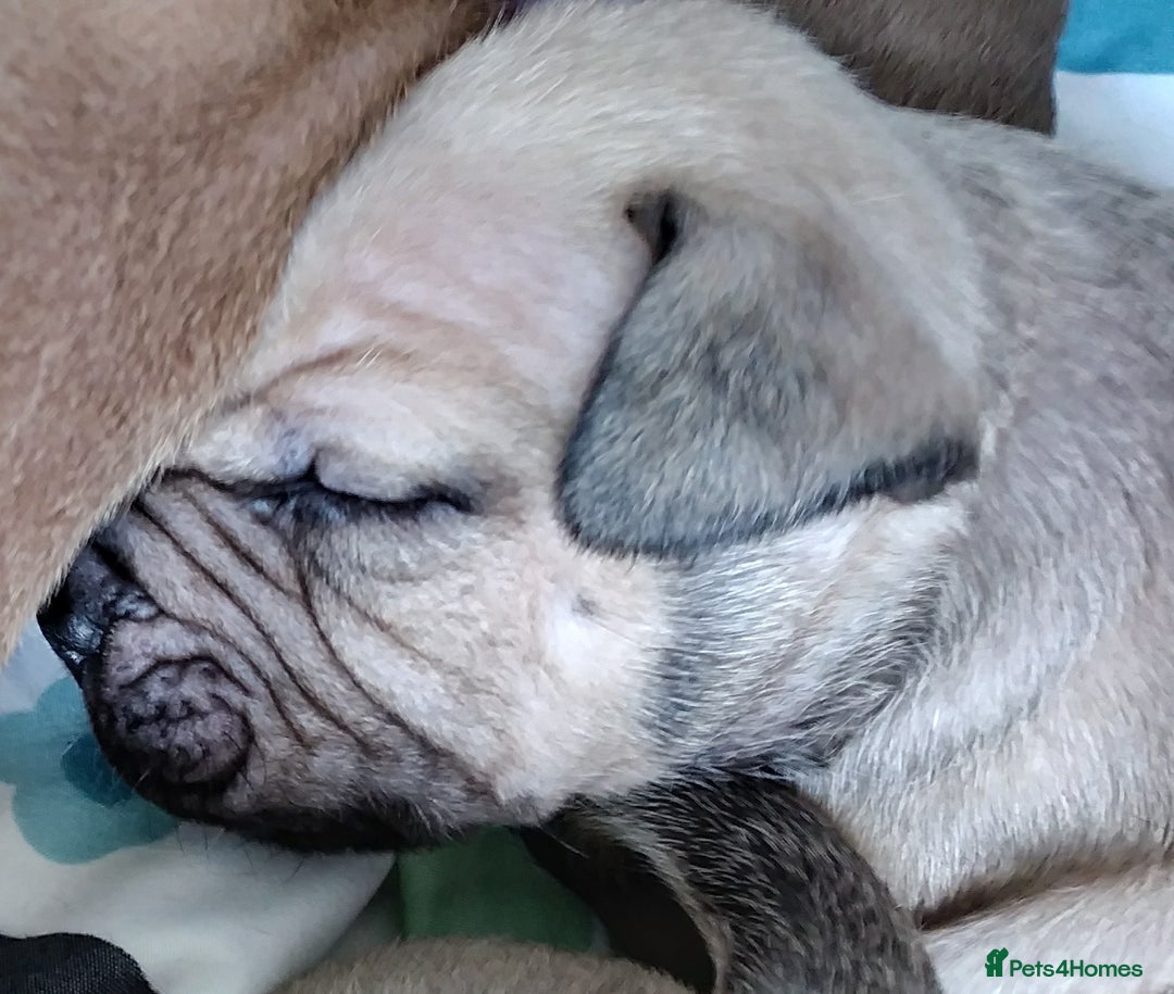 Mixed Breed dogs for sale: 4 beautiful pocket bully/mixed - Image 3