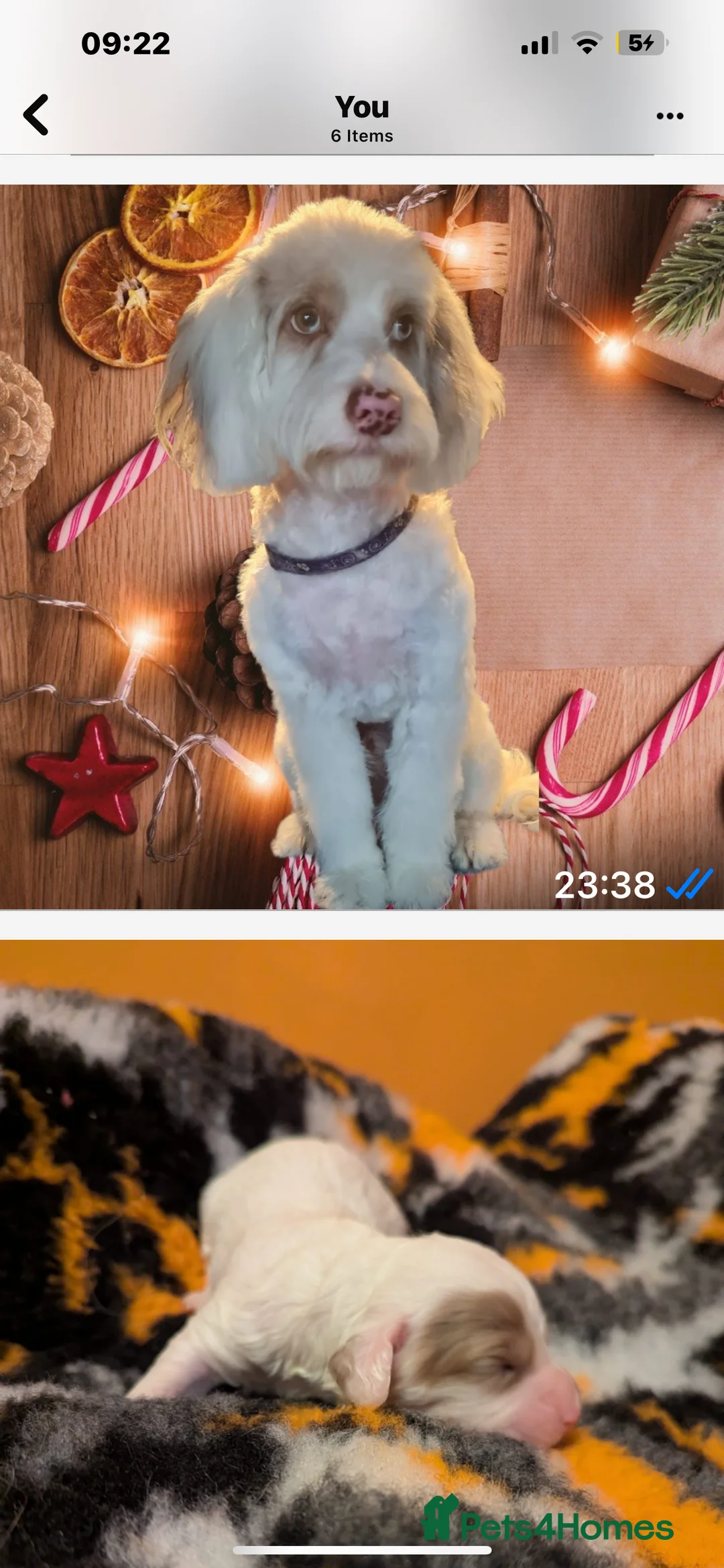 Cockapoo dogs for stud: white/gold f 1 stud  in Broadstairs - Advert 6