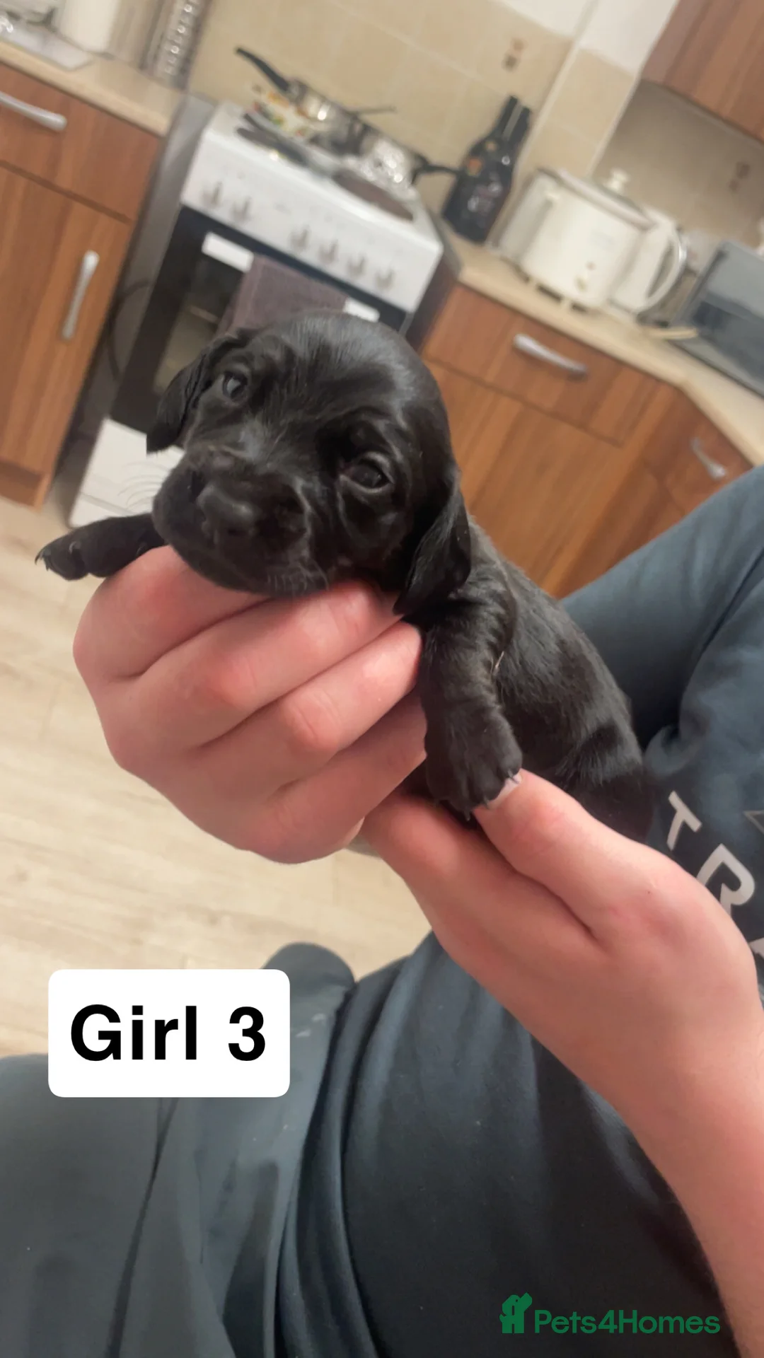 Mixed Breed dogs for sale: Cocker spaniel x dachshund puppies  - Advert 9