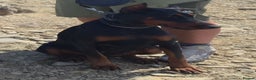 Dobermann dogs for sale: European import un-nuetered dobermann female, - Advert 1
