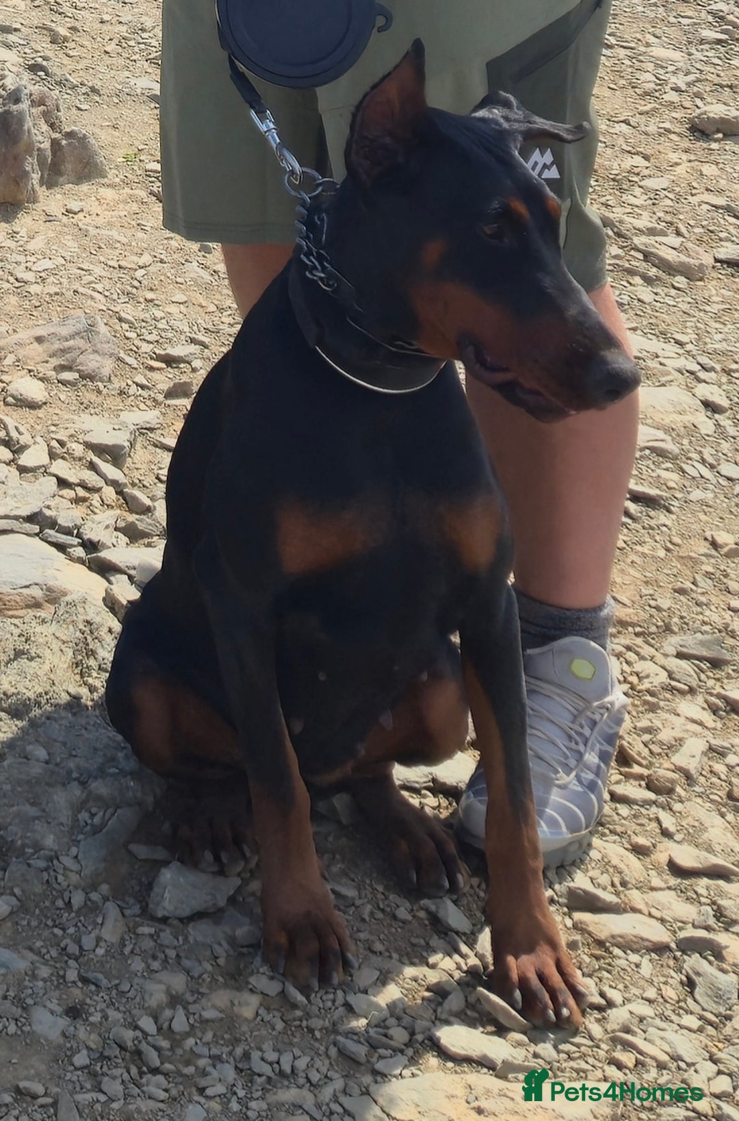 Dobermann dogs for sale: European import un-nuetered dobermann female, - Advert 1