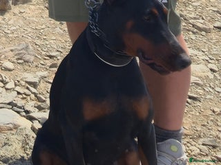 Dobermann dogs European import un-nuetered dobermann female, - Advert 1