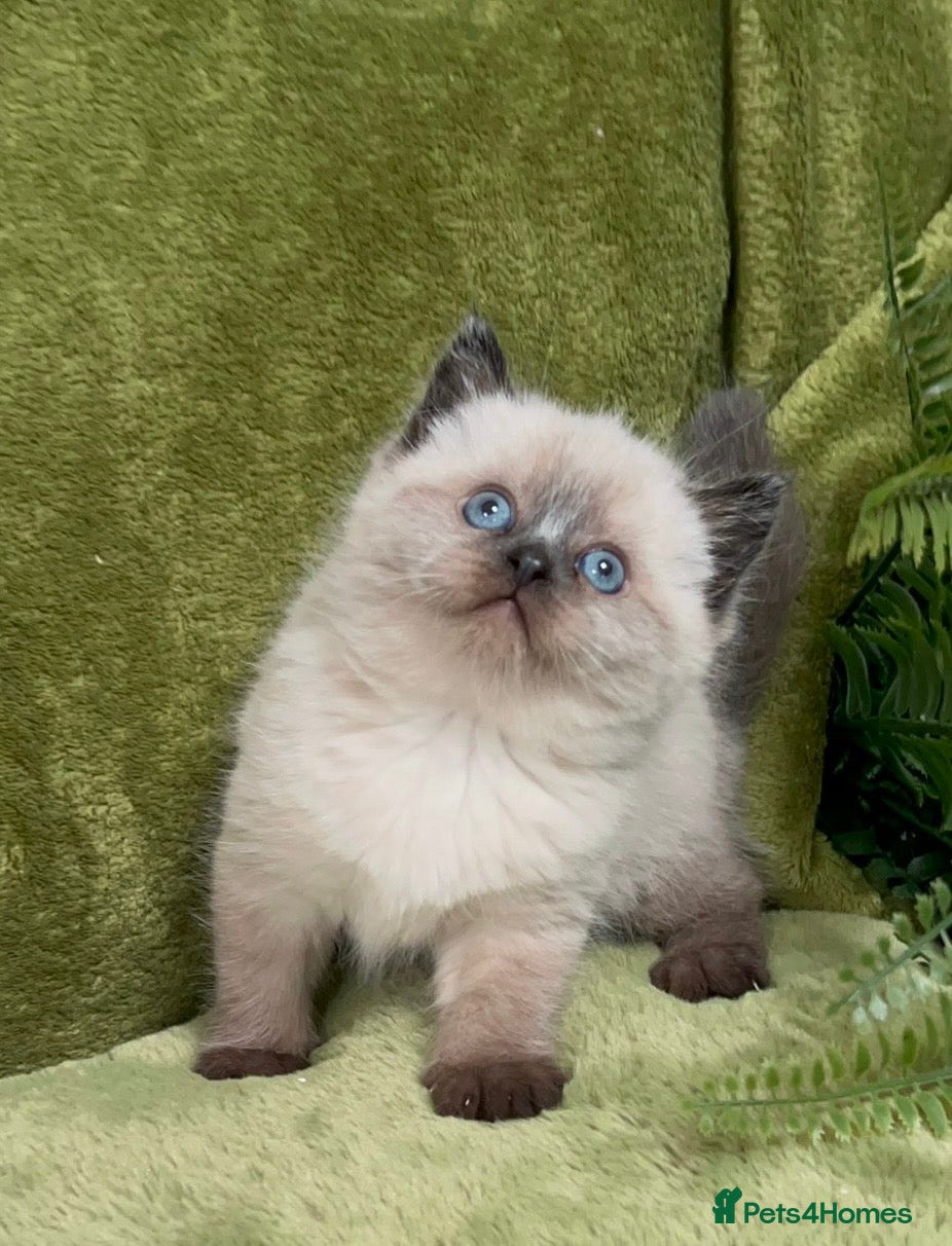 Himalayan cats Rare Himalayan x kittens, super friendly & playful - Advert 18