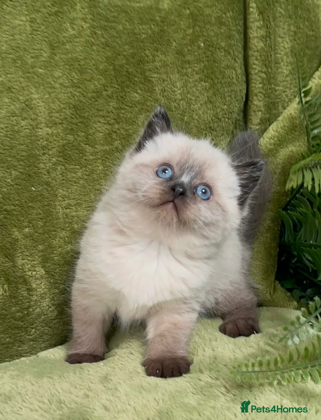 Himalayan cats for sale: Rare Himalayan x kittens, super friendly & playful - Advert 1