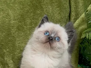Himalayan cats Rare Himalayan x kittens, super friendly & playful - Advert 13