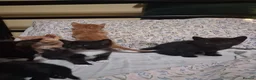 Mixed Breed cats for sale: Beautiful Kittens Mixed breed - Advert 10