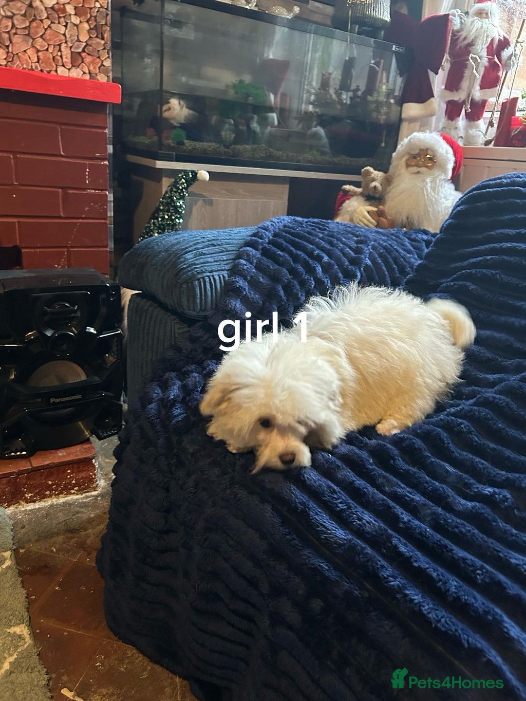 Pomapoo dogs for sale: Pomapoo puppy’s 6 months old - Advert 8