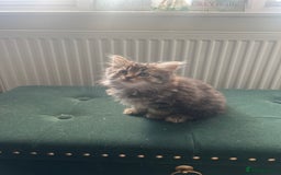 Toybob cats for sale: Kittens for sale  - Image 3