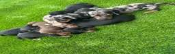Dachshund dogs for sale: Beautiful Dachshund Puppies  - Advert 4