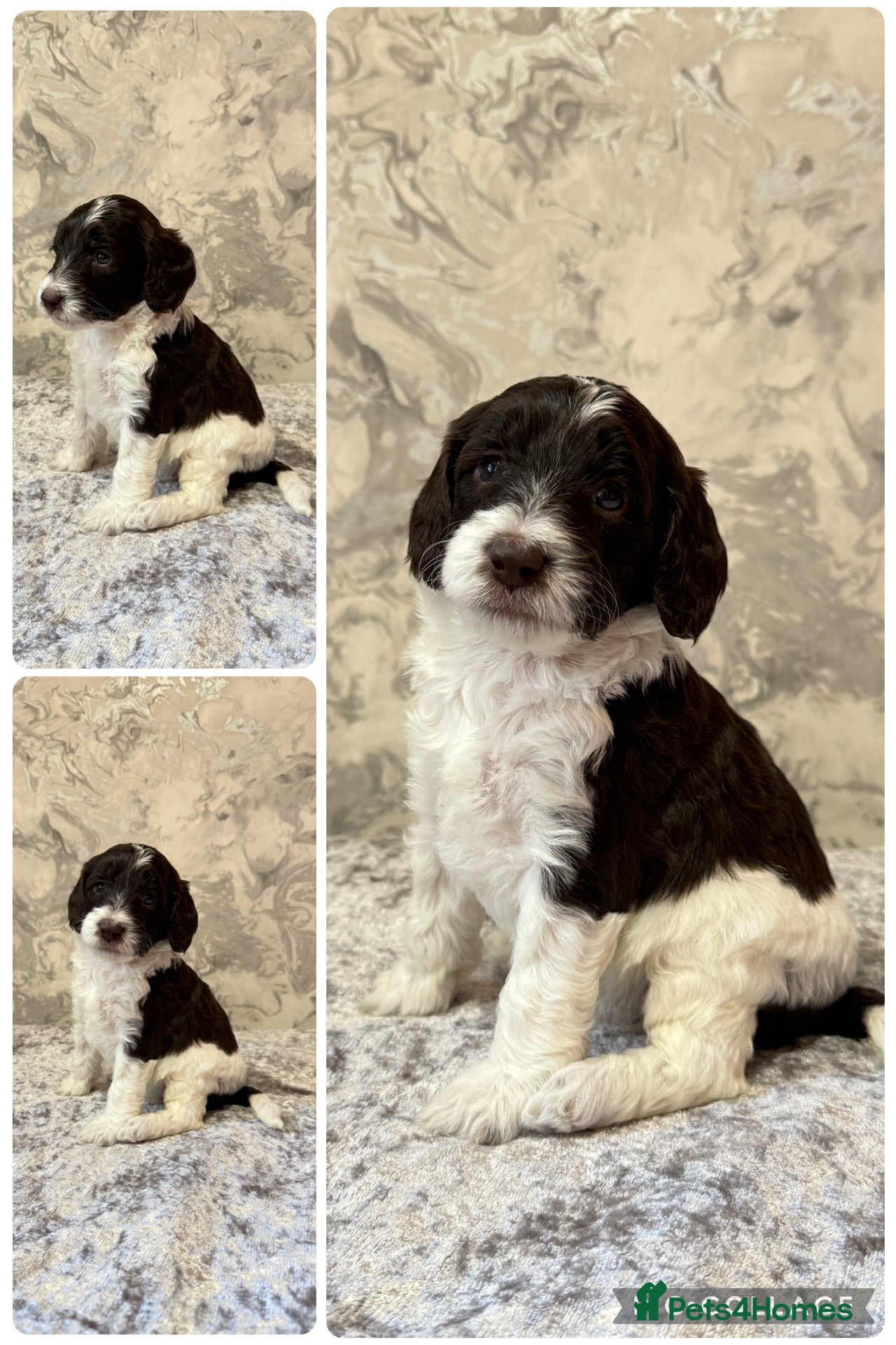 Sproodle dogs 4 Beautiful Sproodle Puppies - Ready soon 🐾 - Advert 4