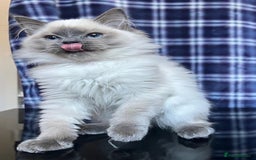 Ragdoll cats for sale: FIFe Registered Ragdoll Kittens Champion Line  - Image 30