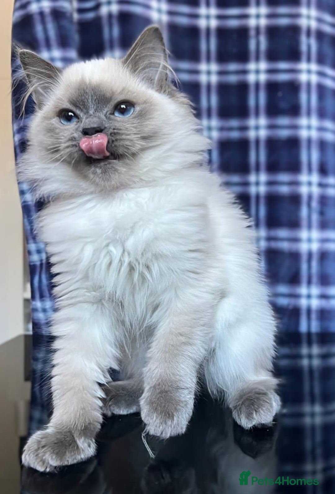 Ragdoll cats for sale: FIFe Registered Ragdoll Kittens Champion Line  - Image 30