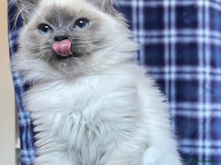 Ragdoll cats - Advert 34